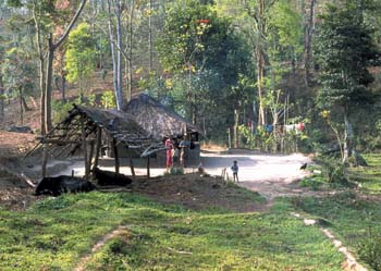 House in Forests